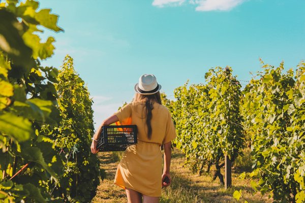 Comment trouver une location de vacances en Italie avec des cours de cuisine et des excursions dans les vignobles?