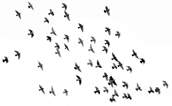 Quels sont les meilleurs endroits pour observer les oiseaux migrateurs en Europe ?